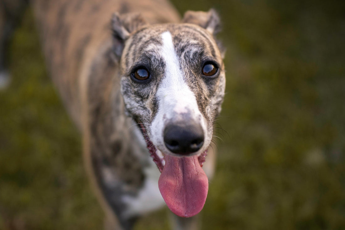 El galgo desde la oftalmología veterinaria