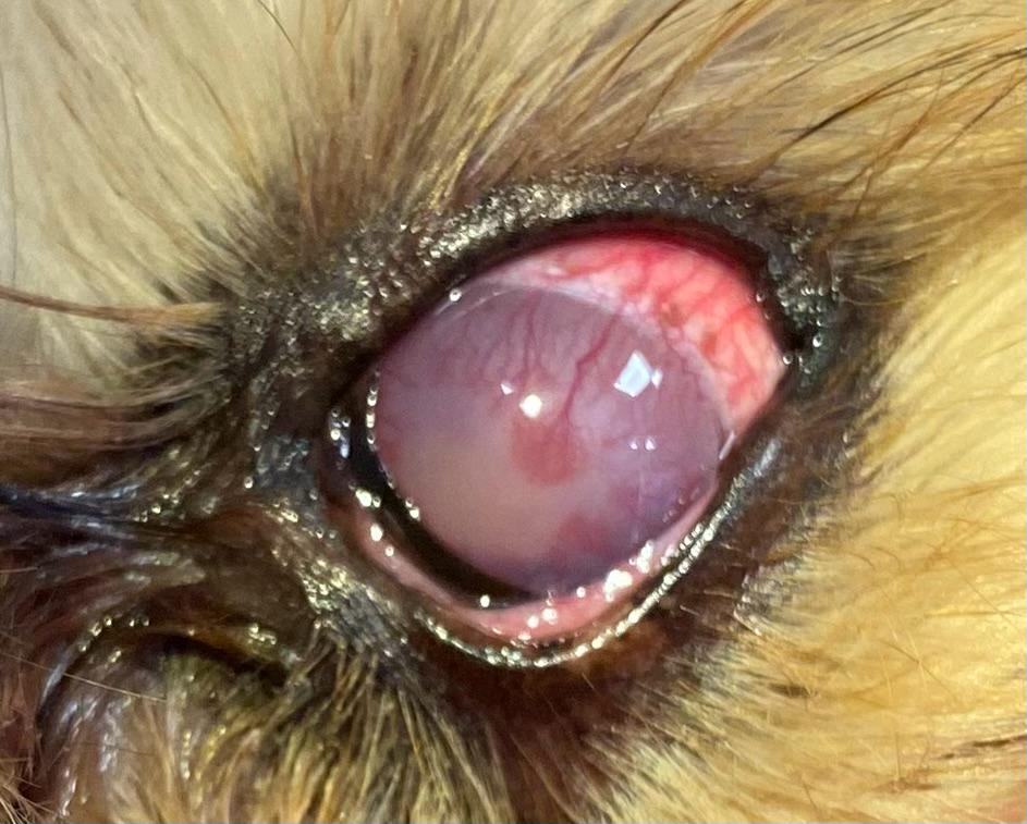 Glaucoma en Perros: Enfoque Clínico para el Diagnóstico Temprano y Manejo de la Enfermedad