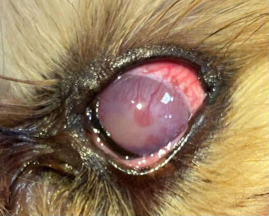 Glaucoma en Perros: Enfoque Clínico para el Diagnóstico Temprano y Manejo de la Enfermedad