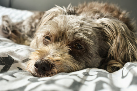 Enfermedades oftálmicas hereditarias y genéticas en perros: bases, razas predispuestas y relevancia clínica