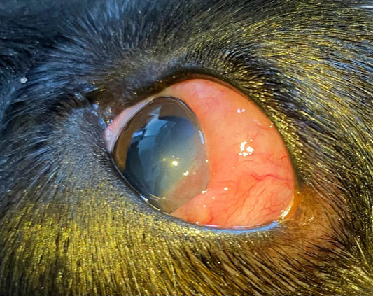 Epiescleritis en perros y gatos: una inflamación ocular que no debe pasarse por alto