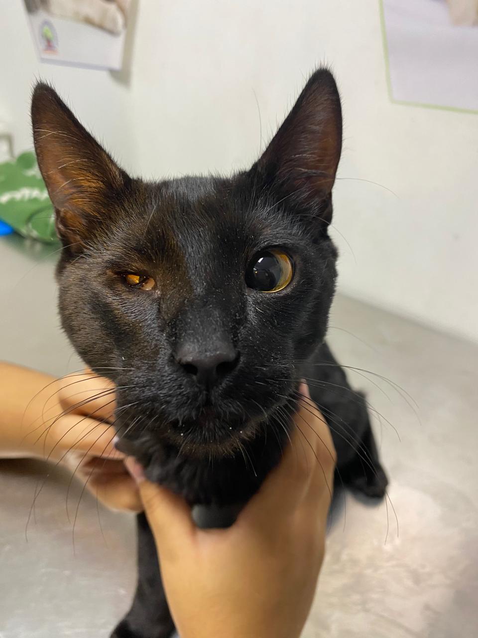 Microftalmia en perros y gatos: una alteración congénita del desarrollo ocular
