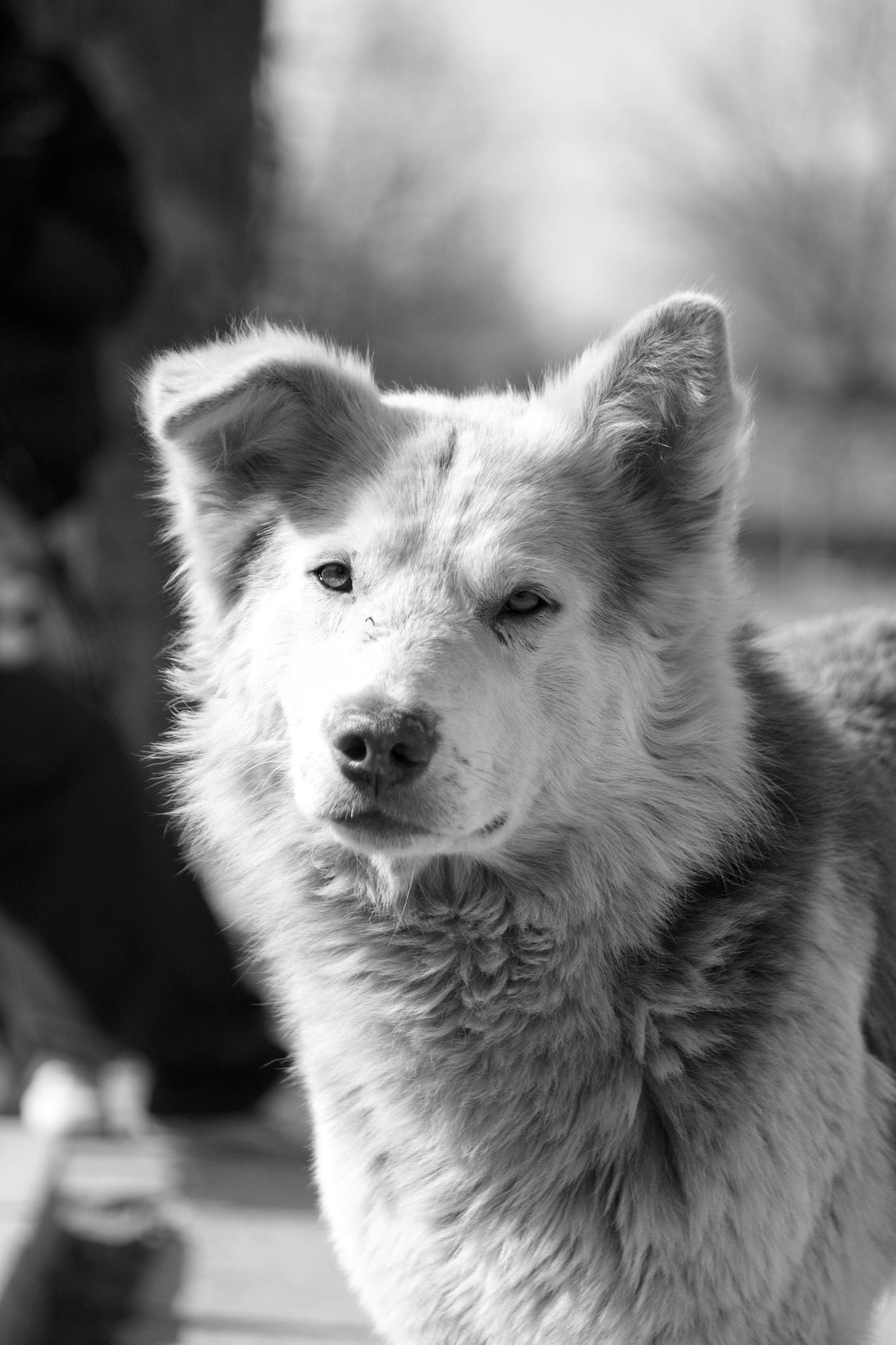 Desprendimiento de Retina en Perros