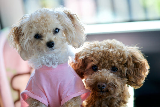 Afecciones oculares comunes en Poodles